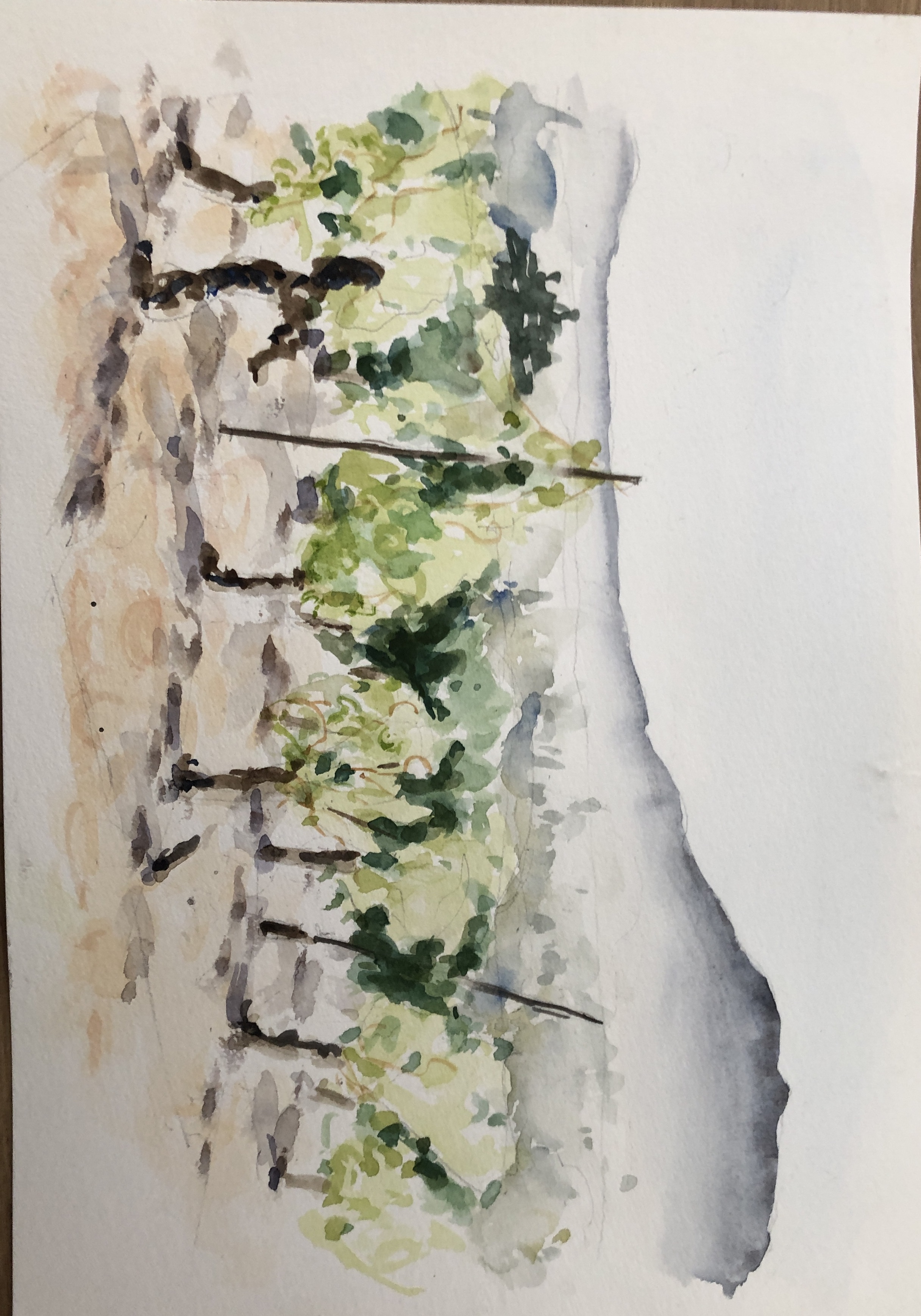 vignes